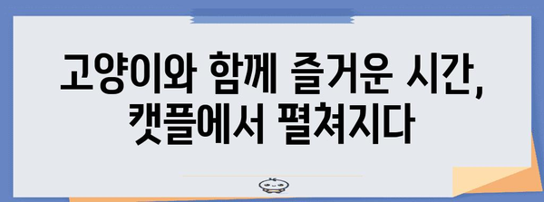 하남에서 고양이와의 행복한 만남 | 캣플 고양이 카페 체험