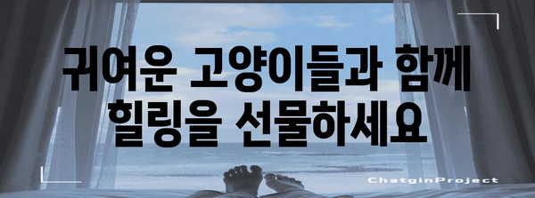 하남에서 고양이와의 행복한 만남 | 캣플 고양이 카페 체험