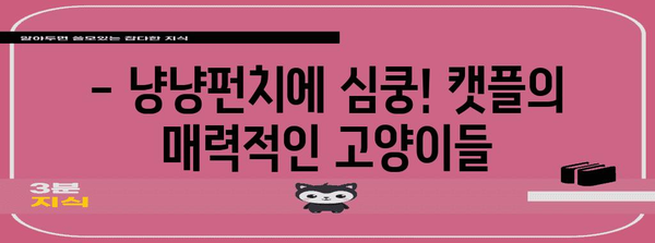 하남의 캣플 고양이 카페 후기 | 귀여운 고양이들과 보내는 행복한 시간