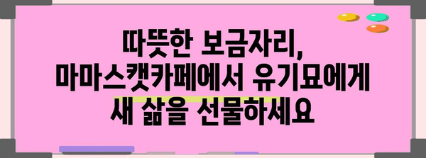 고양이의 행복한 공간! 인천 연수구 마마스캣카페에서 유기묘 입양